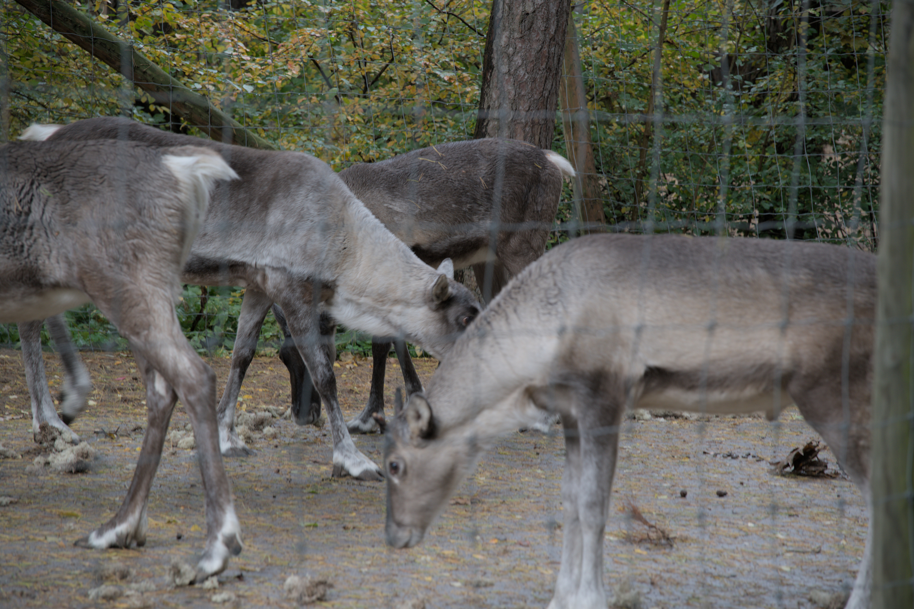 2025/10/12 - zoo/DSC_0069.jpg